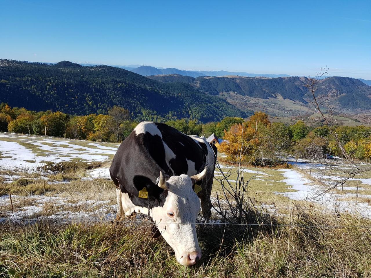 Zlatibor Apartmani Dm Tornik Kültér fotó